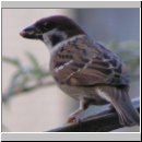 Passer montanus - Feldsperling 06.jpg